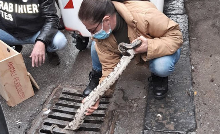 Pitone trovato a Catania dentro tombino