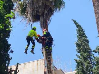 Giardiniere a testa in giù appeso alla palma - video