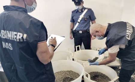 Carabinieri sequestrano fusti di capperi nelle Eolie